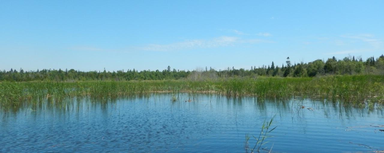 great lakes wetland